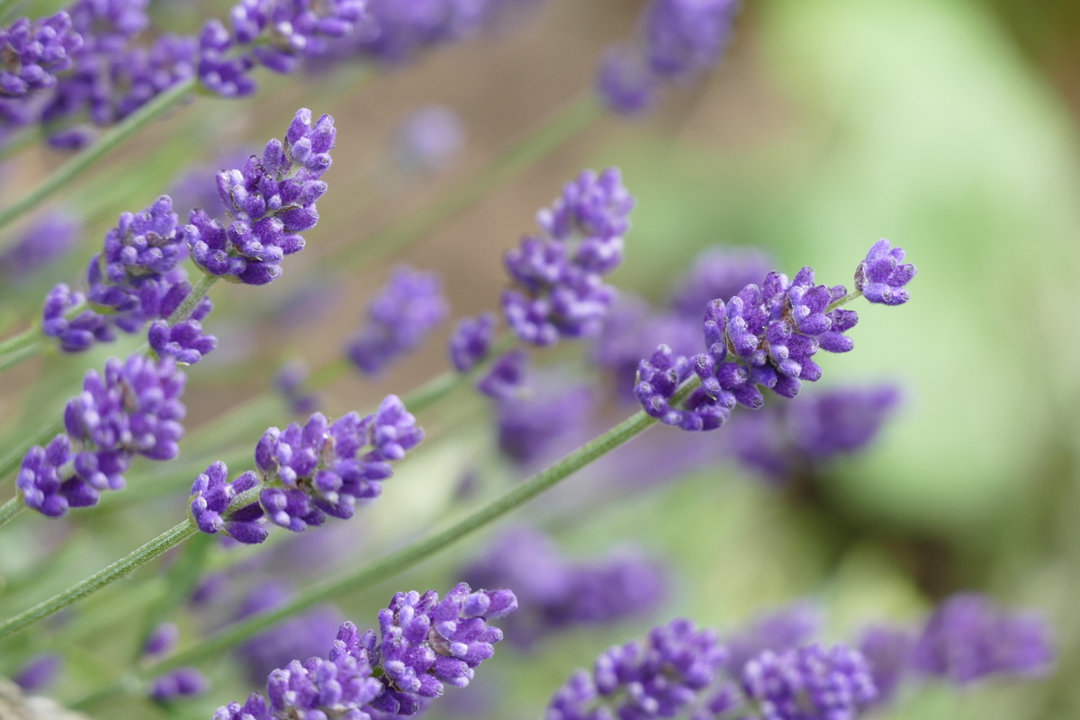 Lavendel