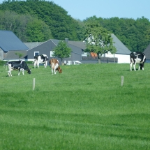 Kühe auf dem Sonnenberg