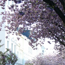 Kirschblüte in der Bonner Altstadt