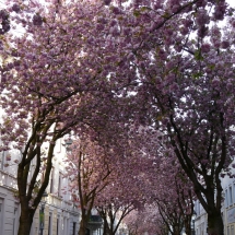 Kirschblüte in der Bonner Altstadt