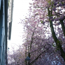 Kirschblüte in der Bonner Altstadt