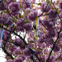 Kirschblüte in der Bonner Altstadt