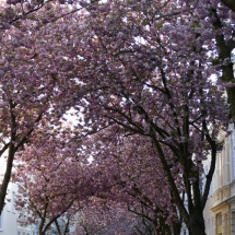 Kirschblüte in der Bonner Altstadt