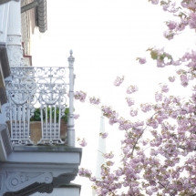 Kirschblüte in der Bonner Altstadt