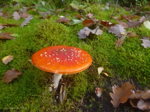 roter Pilz am Biggesee