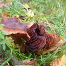 Pilz am Fachwerkweg Freudenberg