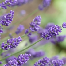 Lavendel