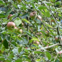 Herbst im Siebengebirge