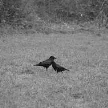 Dezember-Spaziergang in schwarz/weiß