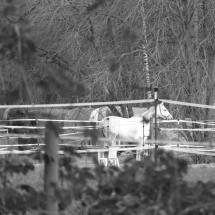 Dezember-Spaziergang in schwarz/weiß