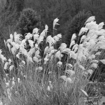 Dezember-Spaziergang in schwarz/weiß