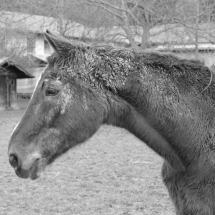 Dezember-Spaziergang in schwarz/weiß